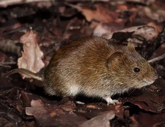 Picture of a bank vole (Myodes glareolus)