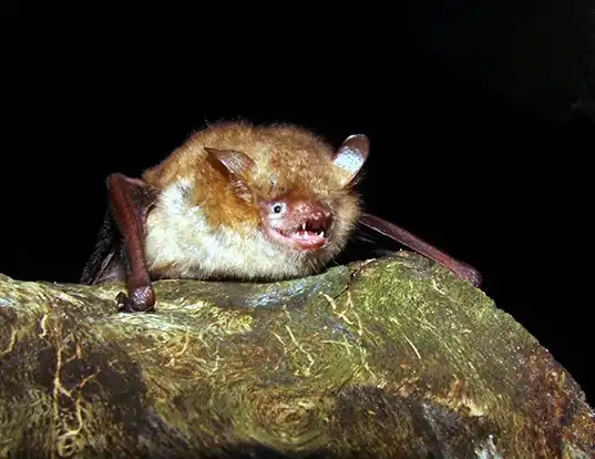 Picture of a geoffroy's bat (Myotis emarginatus)