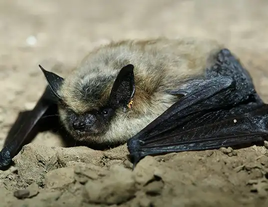Picture of a eastern small-footed myotis (Myotis leibii)