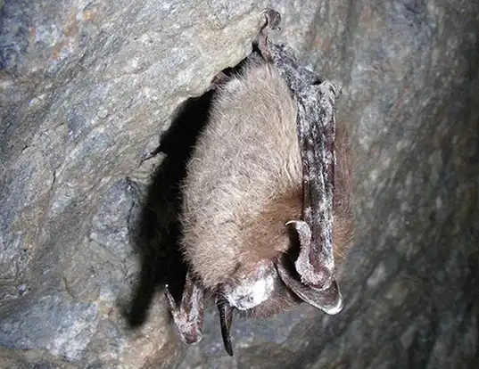 Picture of a little brown myotis (Myotis lucifugus)