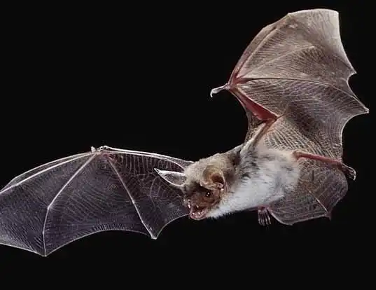 Picture of a greater mouse-eared bat (Myotis myotis)