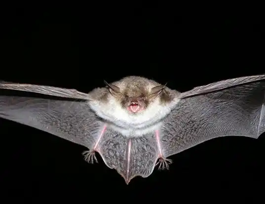 Picture of a natterer's bat (Myotis nattereri)