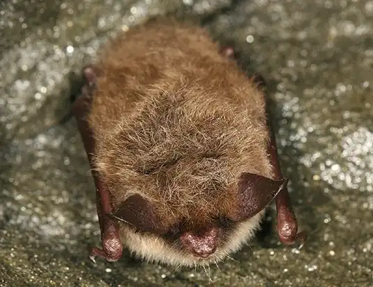 Picture of a northern myotis (Myotis septentrionalis)