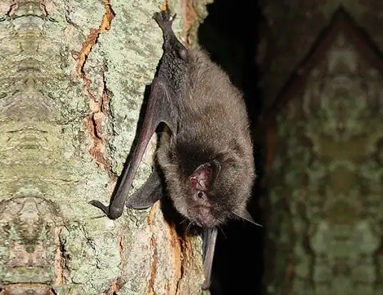 Picture of a indiana bat (Myotis sodalis)