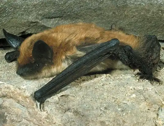 Picture of a fringed myotis (Myotis thysanodes)