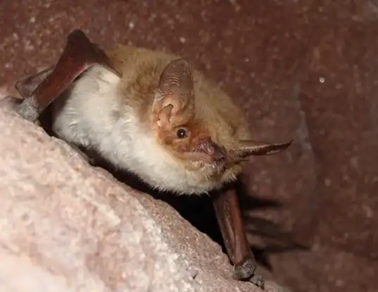 Picture of a fish-eating bat (Myotis vivesi)