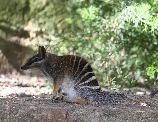 Picture of a numbat (Myrmecobius fasciatus)