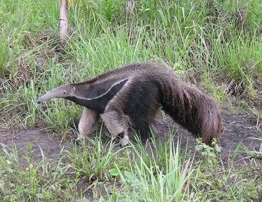 Picture of a giant anteater (Myrmecophaga tridactyla)