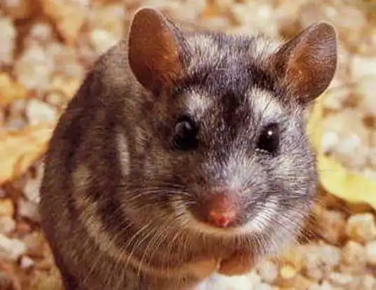 Picture of a white-tailed mouse (Mystromys albicaudatus)