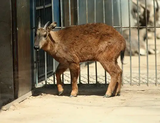 Picture of a red goral (Naemorhedus baileyi)
