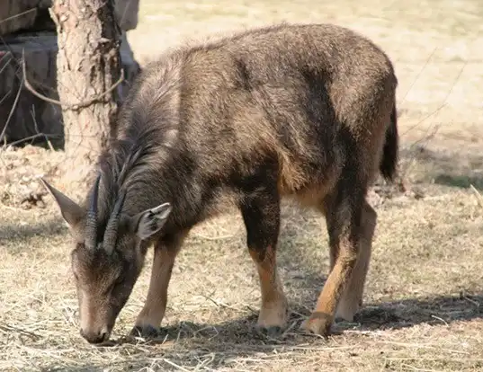 Picture of a long-tailed goral (Naemorhedus caudatus)