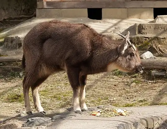 Picture of a himalayan goral (Naemorhedus goral)