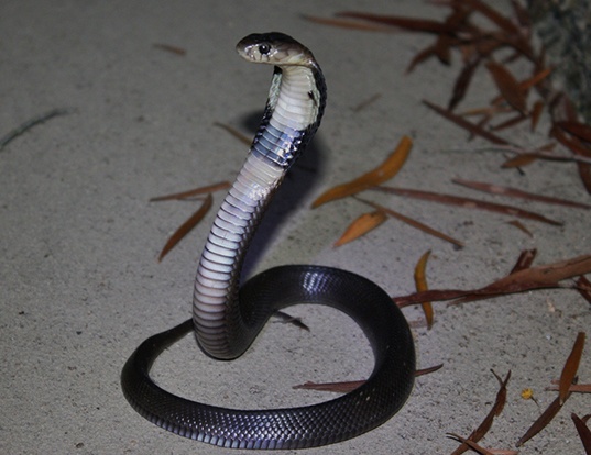 Picture of a chinese cobra (Naja atra)