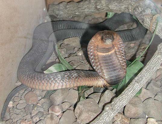 Picture of a egyptian cobra (Naja haje)