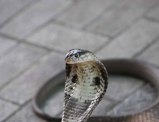 Picture of a monocled cobra (Naja kaouthia)