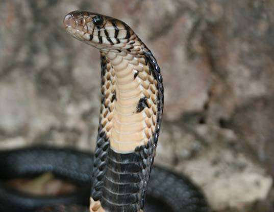Picture of a black and white cobra (Naja melanoleuca)