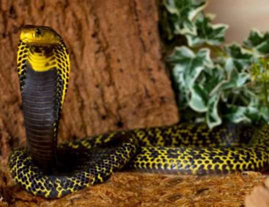 Picture of a samar cobra (Naja samarensis)
