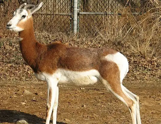 Picture of a dama gazelle (Nanger dama)