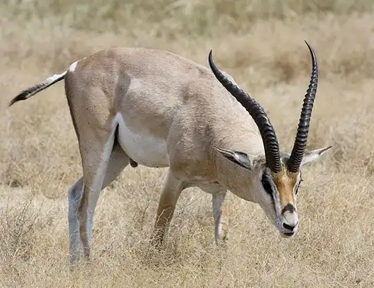 Picture of a grant's gazelle (Nanger granti)