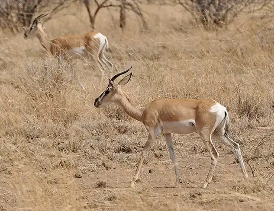 Picture of a soemmerring's gazelle (Nanger soemmerringii)