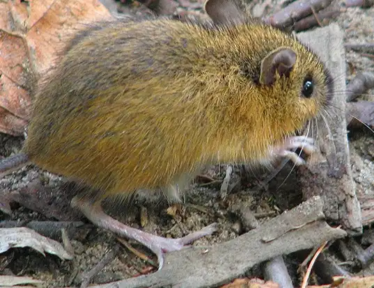 Picture of a woodland jumping mouse (Napaeozapus insignis)