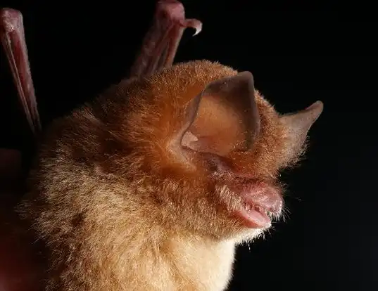 Picture of a mexican funnel-eared bat (Natalus stramineus)