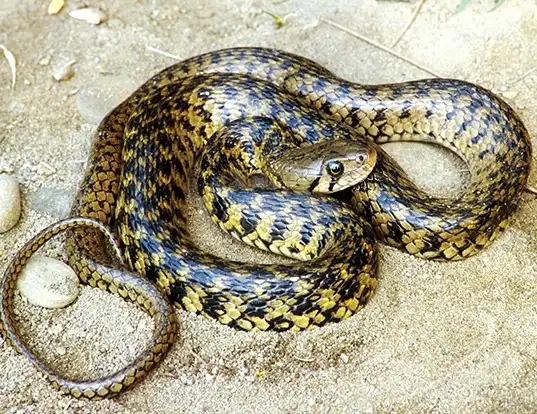 Picture of a indian river-snake (Natrix piscator)