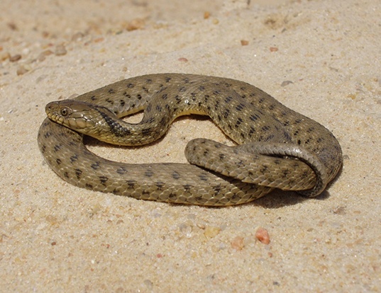 Picture of a palaearctic tessellated snake (Natrix tessellata)