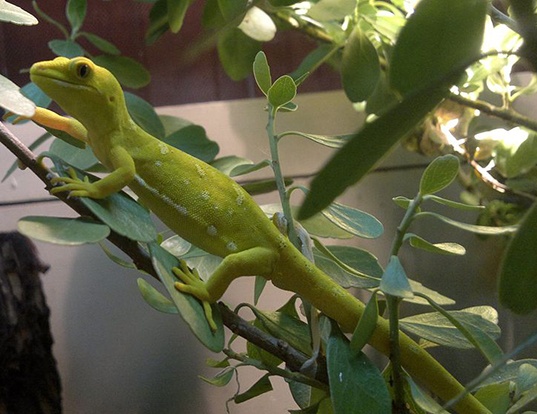 Picture of a green gecko (Naultinus elegans)