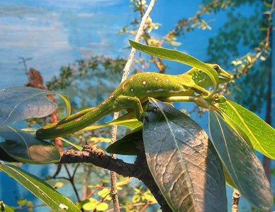 Picture of a gray's tree gecko (Naultinus grayii)