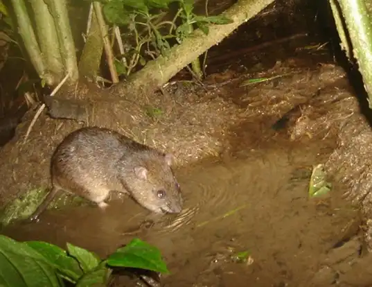 Picture of a south american water rat (Nectomys squamipes)