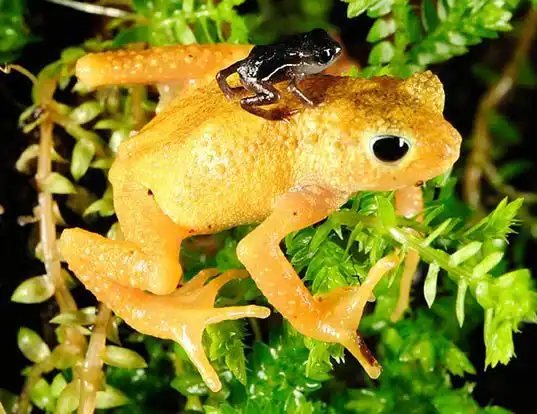 Picture of a kihansi spray toad (Nectophrynoides asperginis)