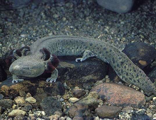Picture of a mudpuppy (Necturus maculosus)