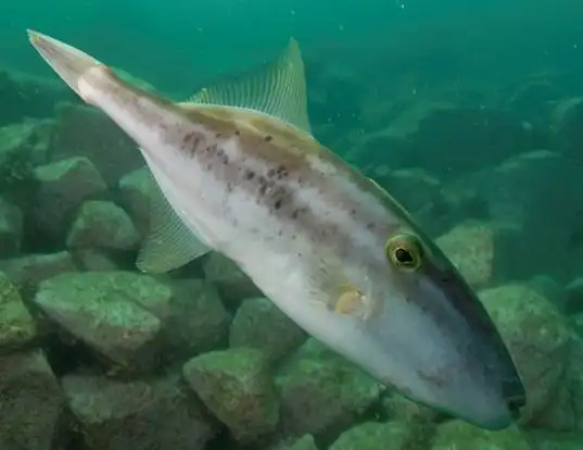 Picture of a chinaman-leatherjacket (Nelusetta ayraud)