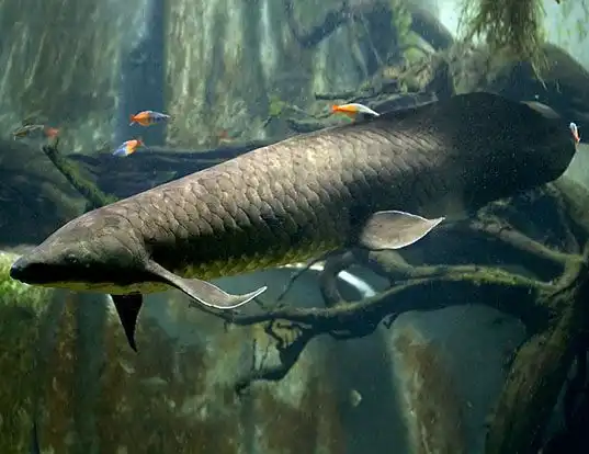 Picture of a queensland lungfish (Neoceratodus forsteri)
