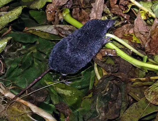 Picture of a southern water shrew (Neomys anomalus)