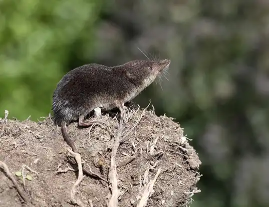 Picture of a eurasian water shrew (Neomys fodiens)