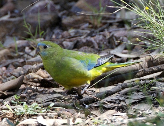Picture of a turquoise parrot (Neophema pulchella)