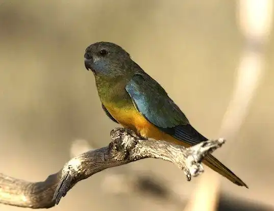 Picture of a scarlet-chested parrot (Neophema splendida)
