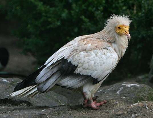 Picture of a egyptian vulture (Neophron percnopterus)