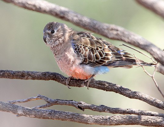 Picture of a bourke's parrot (Neopsephotus bourkii)