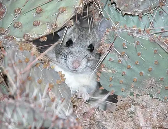 Picture of a white-throated woodrat (Neotoma albigula)