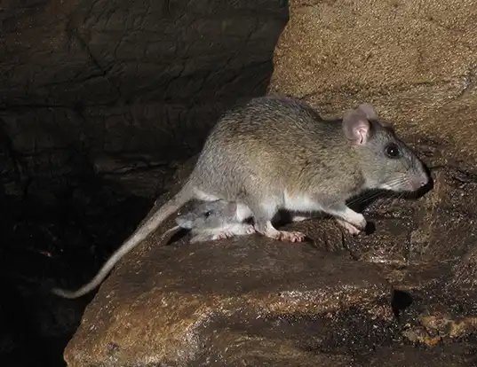 Picture of a allegheny woodrat (Neotoma magister)