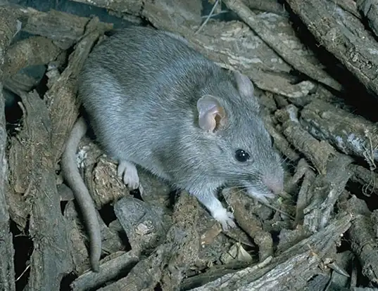 Picture of a southern plains woodrat (Neotoma micropus)