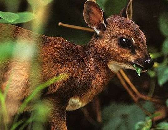 Picture of a bates' pygmy antelope (Neotragus batesi)