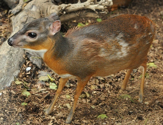 Picture of a royal antelope (Neotragus pygmaeus)