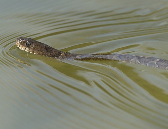 Picture of a lake erie water snake (Nerodia sipedon)