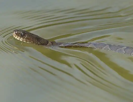 Picture of a lake erie water snake (Nerodia sipedon)