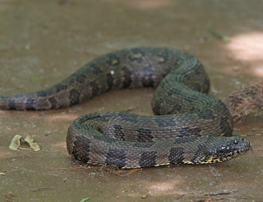 Picture of a brown water snake (Nerodia taxispilota)