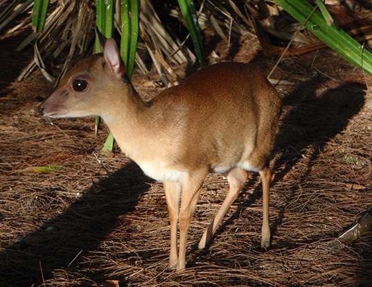 Picture of a suni (Nesotragus moschatus)